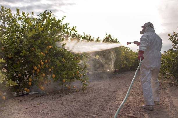 Best Termite Control Services  in Cloverly, MD